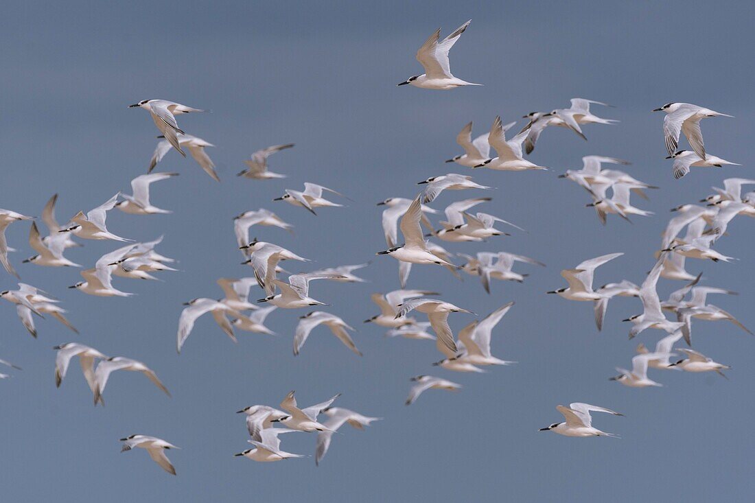 Frankreich, Pas de Calais, Berck sur Mer, Trauerseeschwalbe (Thalasseus sandvicensis, Sandwich Tern) am Strand im Herbst