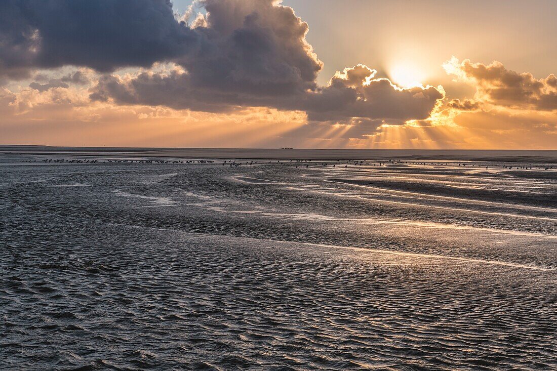 France, Somme, Somme Bay, Natural Reserve of the Somme Bay, Le Crotoy, Beaches of the Maye, Common Shelduck (Tadorna tadorna) at dusk\n