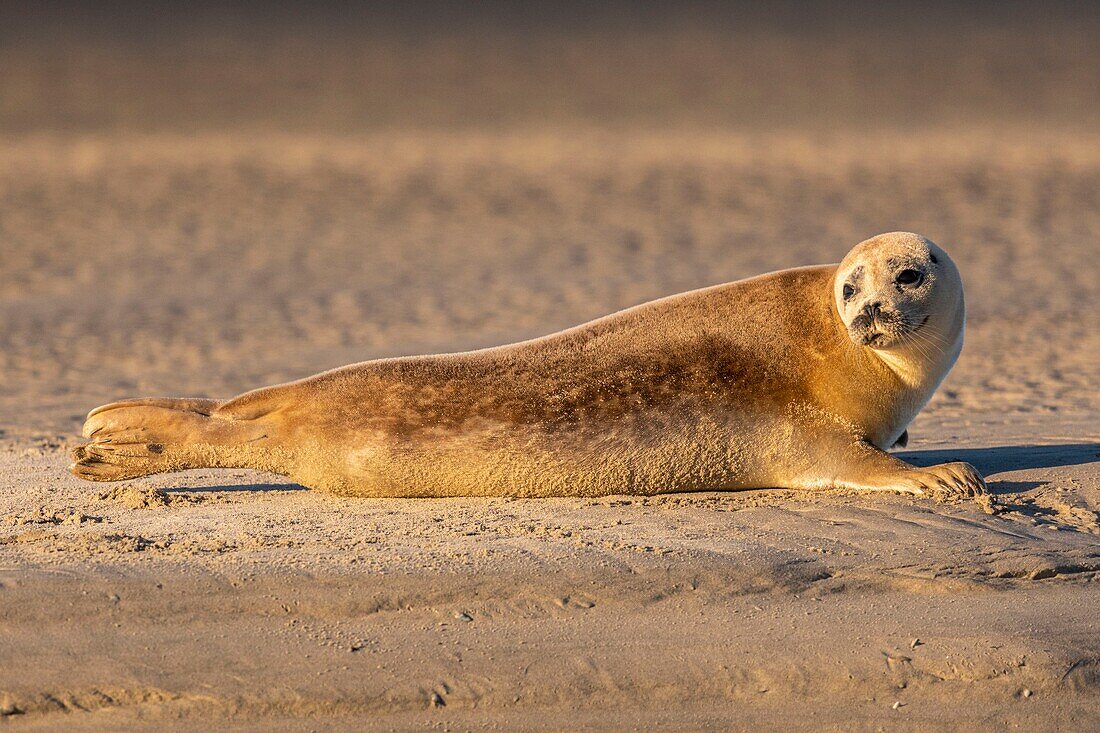 Frankreich, Pas de Calais, Opalküste, Berck sur Mer, Seehund (Phoca vitulina), Seehunde sind heute eine der wichtigsten Touristenattraktionen der Somme-Bucht und der Opalküste