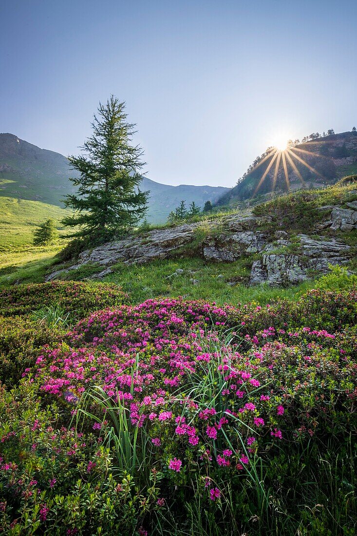 France, Hautes Alpes, Ecrins National Park, Champsaur, Drac Noir valley, Prapic, flowering Alpen Rose (Rhododendron ferrugineum)\n