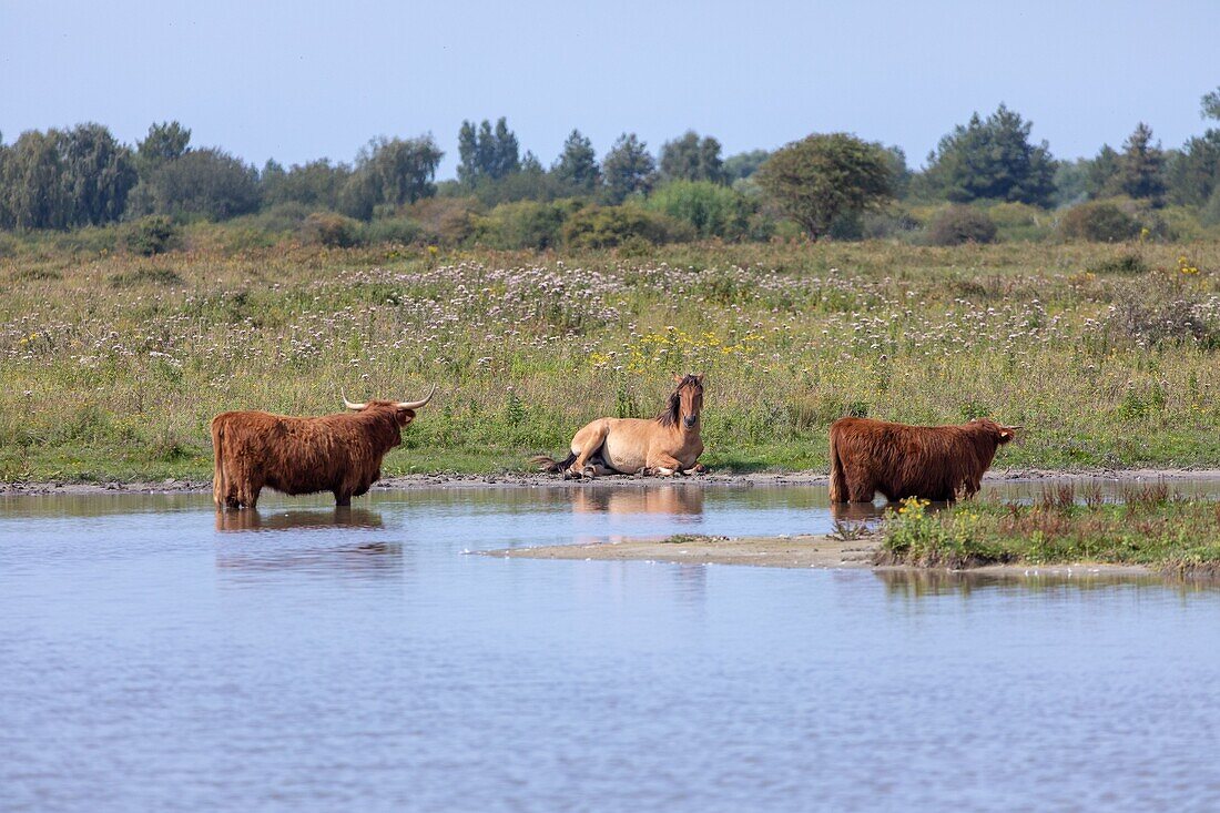France, Somme, Baie de Somme, Saint Quentin en Tourmont, Natural Reserve of the Baie de Somme, Ornithological Park of Marquenterre, Henson horse and Scottish cows Highland Cattle\n