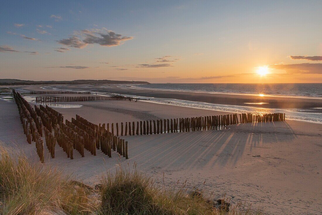 France, Pas de Calais, Wissant, breakwater stakes to slow the erosion of the coast\n