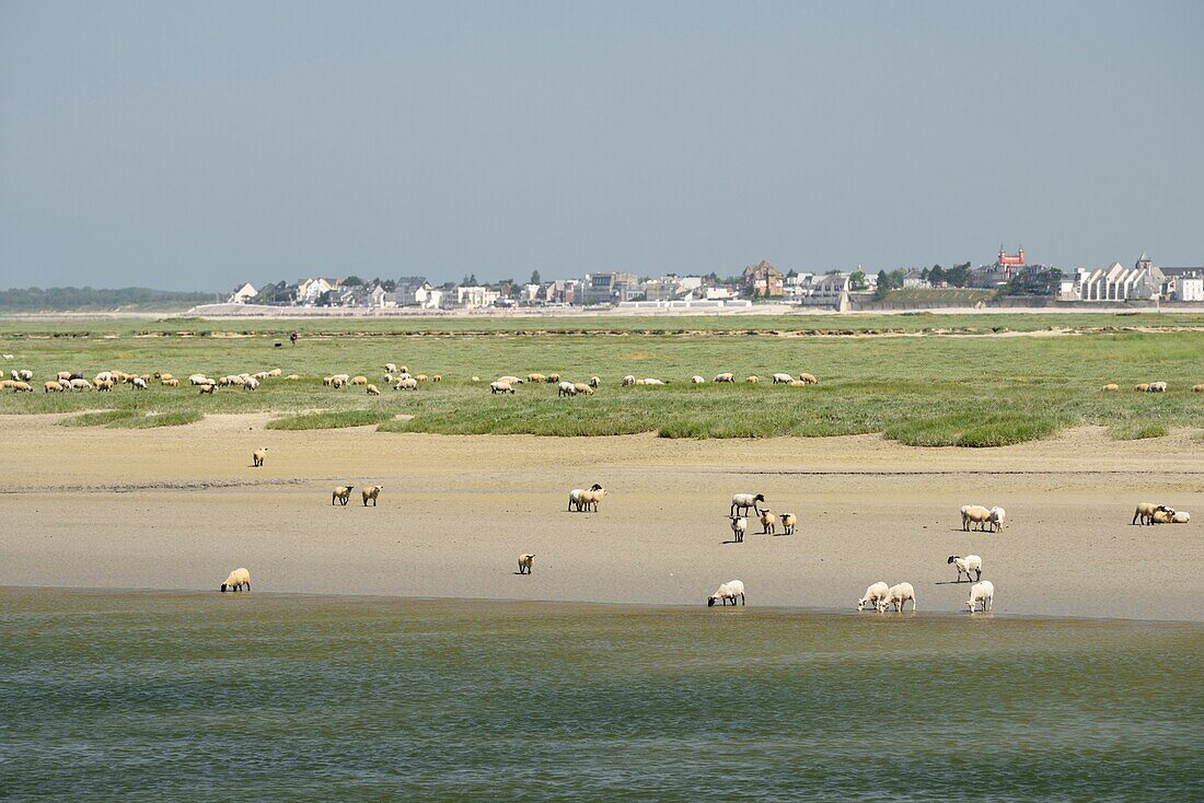France, Somme, Saint Valery sur Somme, mouth of the Somme in the bay at low tide, shepherd and sheep of the salt meadows (Ovis aries)\n