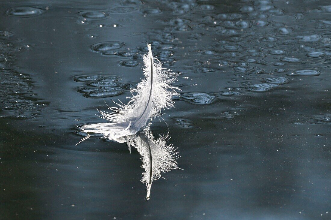 France, Doubs, Mute Swan feathers (Cygnus olor) floating on the water surface of a pond\n