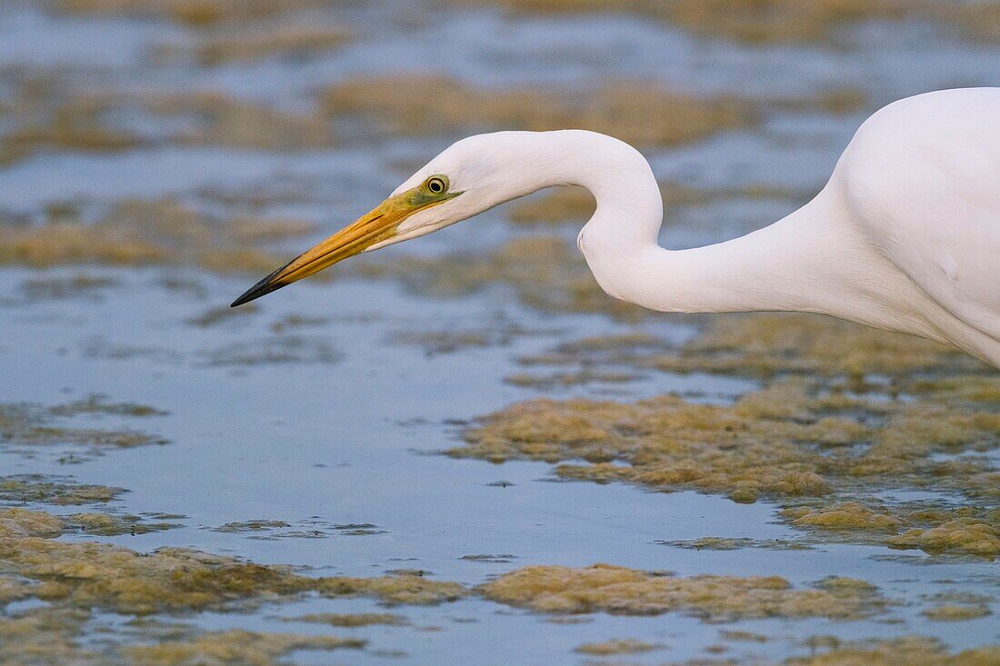 France, Somme, Somme Bay, Le Crotoy, Crotoy Marsh, Great Egret (Ardea alba) fishing in the pond\n