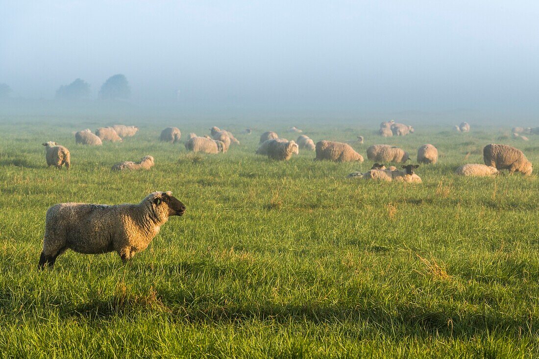 France, Somme, Baie de Somme, Saint Valery sur Somme, Sheeps of salted meadows in the Baie de Somme\n