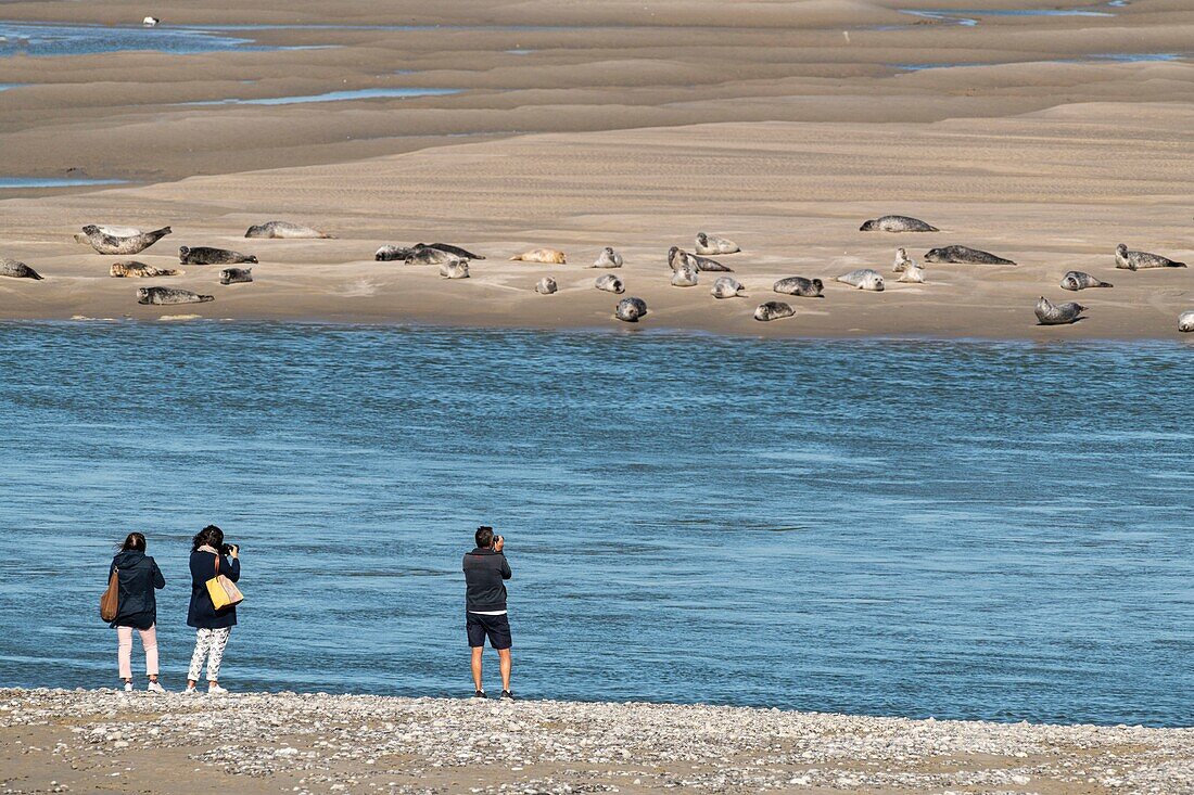 France, Somme, Somme Bay, Le Hourdel, The seals on the sandbanks in the Bay of Somme are one of the main tourist attraction\n