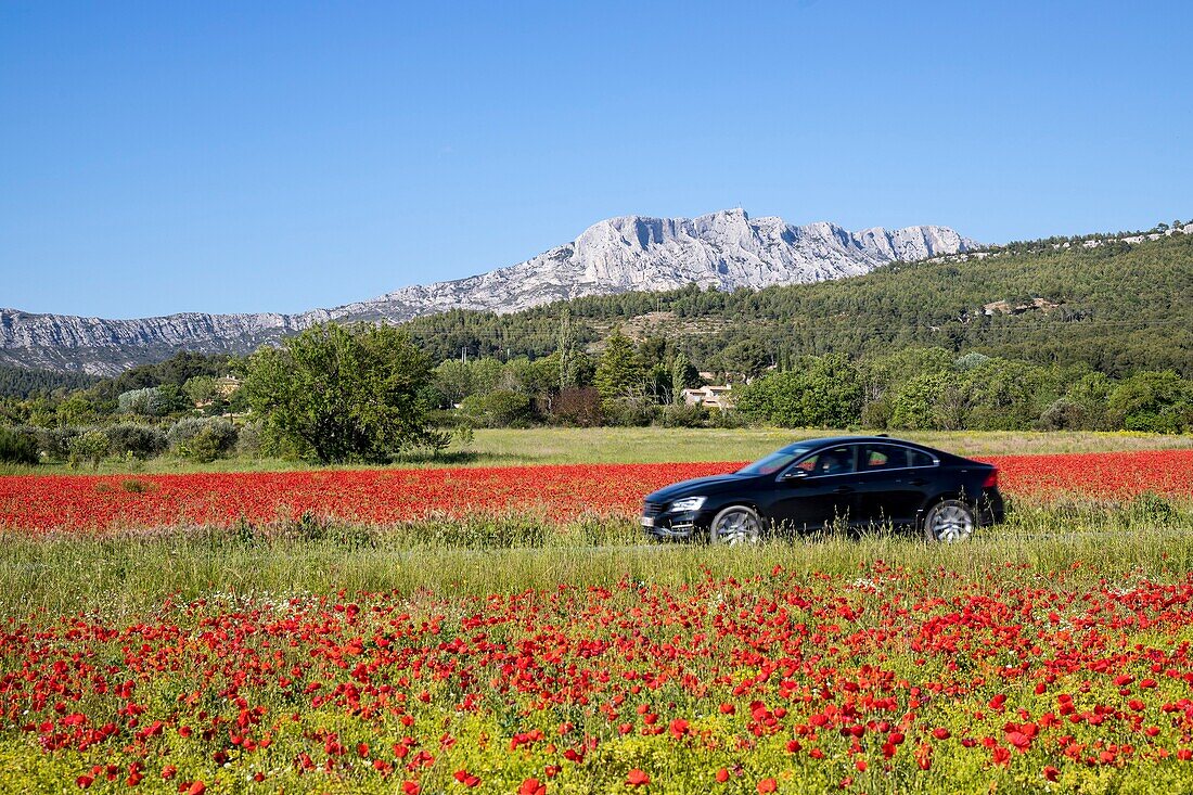 France, Bouches du Rhône, Pays d'Aix, Grand Site Sainte-Victoire, Beaurecueil, poppy field (Papaver rhoeas) facing Sainte-Victoire mountain\n