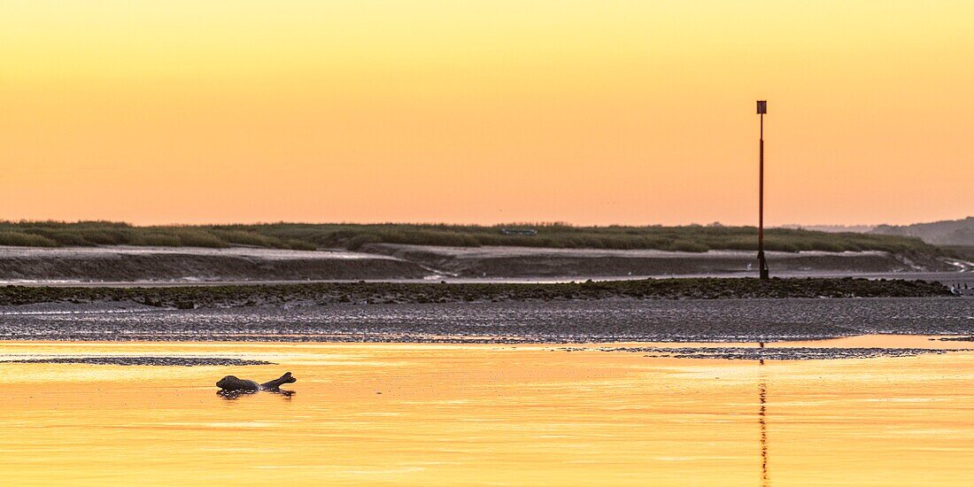 France, Somme, Somme Bay, Saint Valery sur Somme, A common seal in the channel of the Somme in the early morning\n