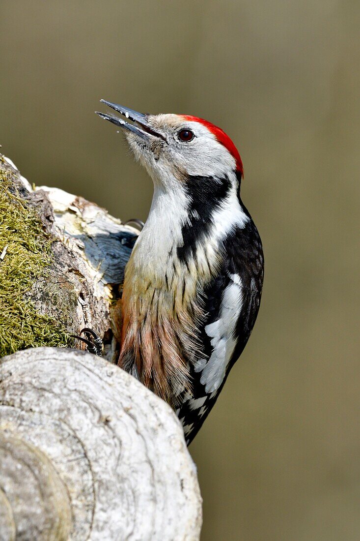 Frankreich, Doubs, Vogel, Buntspecht (Dendrocopos medius) bei der Futtersuche auf einem alten Baumstamm