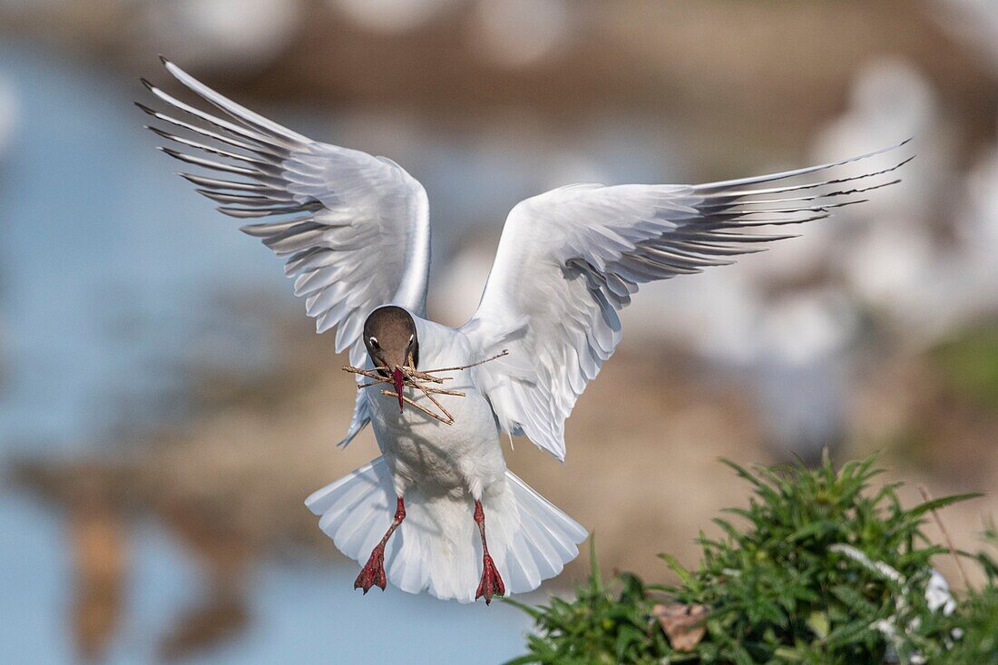 France, Somme, Bay of the Somme, Crotoy Marsh, Le Crotoy, every year a colony of black-headed gulls (Chroicocephalus ridibundus - Black-headed Gull) settles on the islets of the Crotoy marsh to nest and reproduce , the birds carry the branches for the construction of the nest\n