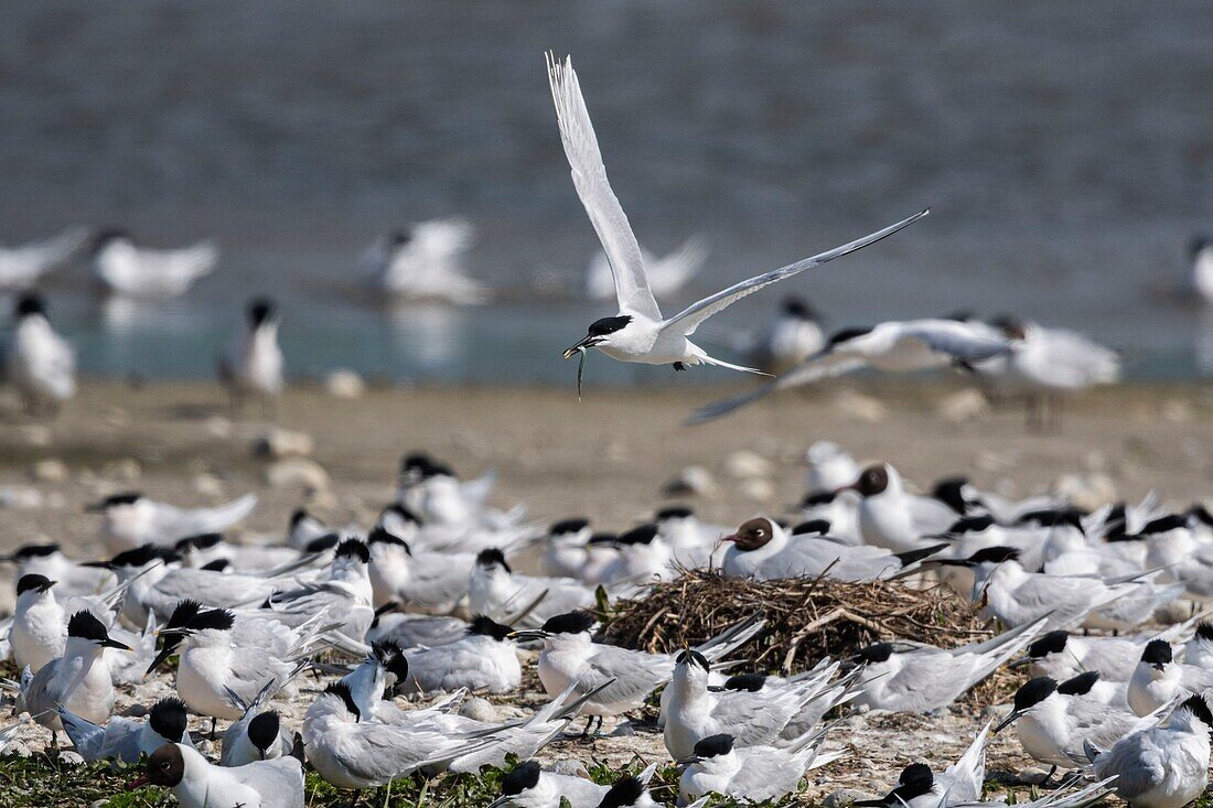 Frankreich, Somme, Baie de Somme, Cayeux sur Mer, der Hable d'Ault beherbergt regelmäßig eine Kolonie von Brandseeschwalben (Thalasseus sandvicensis ) zur Brutzeit