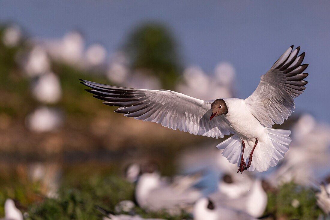 France, Somme, Baie de Somme, Le Crotoy, The Marsh du Crotoy welcomes each year a colony of Black-headed Gull (Chroicocephalus ridibundus), which come to nest and reproduce on islands in the middle of the ponds\n