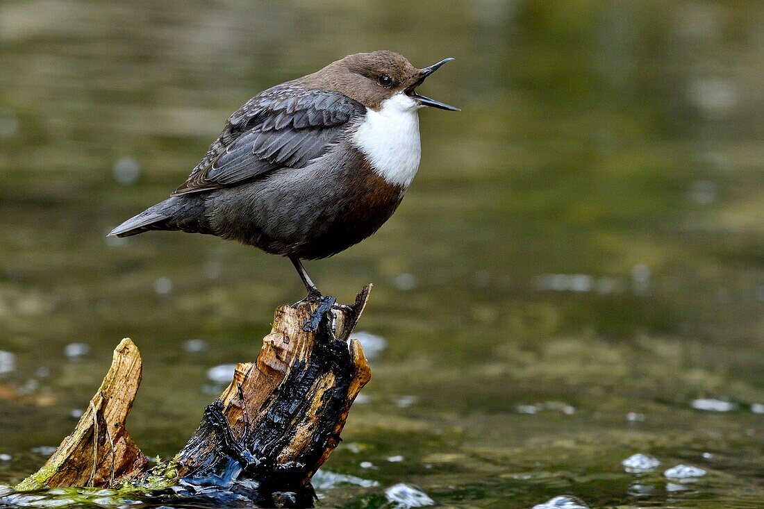 Frankreich, Doubs, Creuse-Tal, Vogel, Zwergtaucher (Cinclus cinclus)