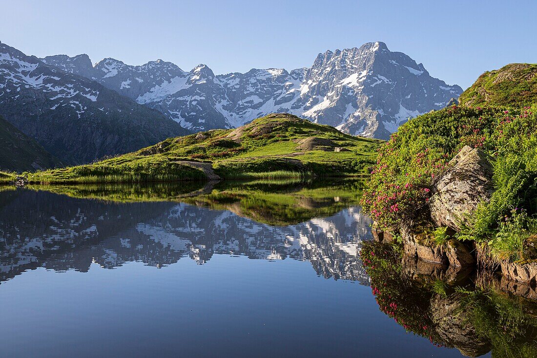 France, Hautes Alpes, national park of Ecrins, valley of Valgaudemar, La Chapelle en Valgaudemar, reflection of Sirac (3441m) on the lake of Lauzon (2008m) and flowering Rhododendron ferruginous (Rhododendron ferrugineum)\n