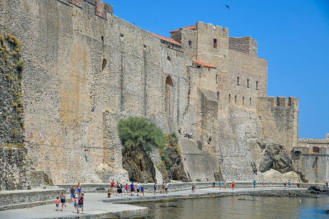 France, Pyrenees Orientales, Collioure, Chateau Royal du VIIe siècle, promeneurs sur un chemin en bordure de mer longeant une muraille\n