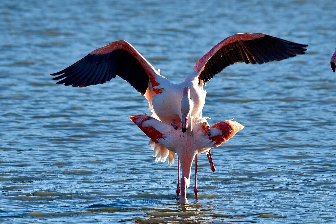 France, Bouches du Rhone, Camargue, Pont de Gau reserve, Pink flamingos (Phoenicopterus roseeus), mating\n