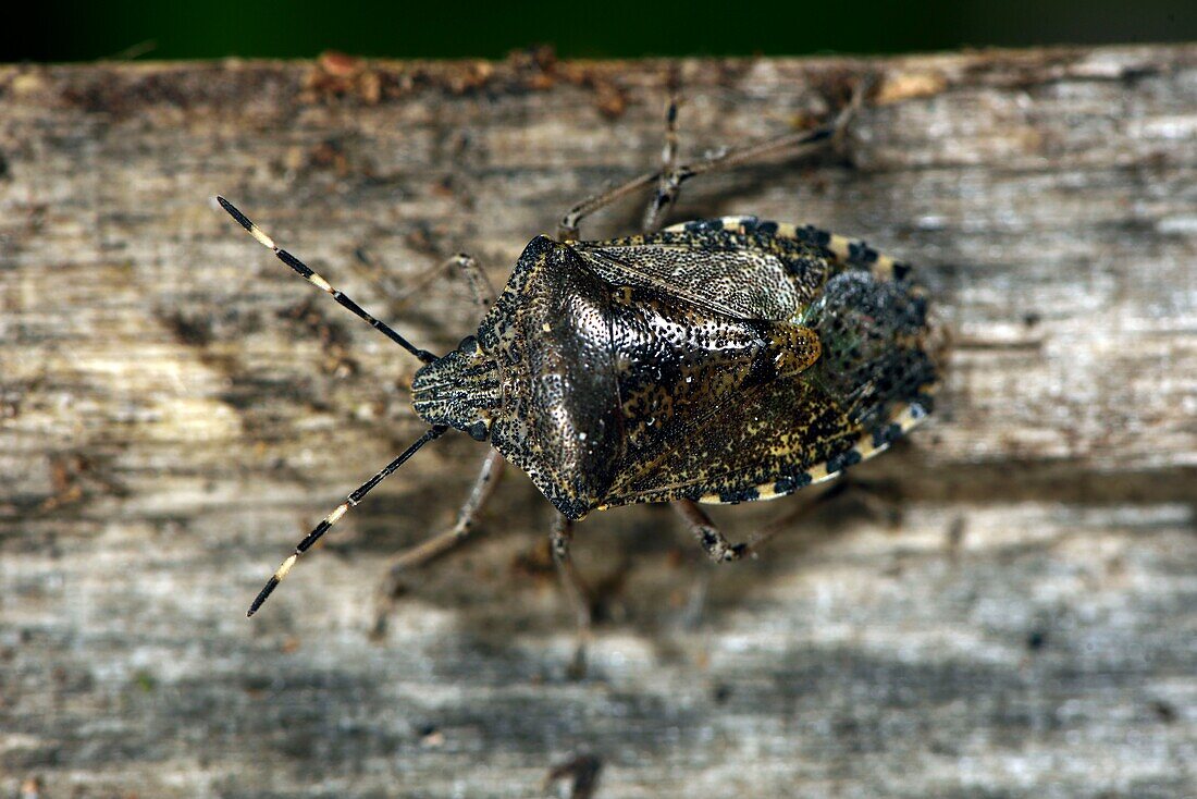 France, Territoire de Belfort, Belfort, house, bug (Dolycoris baccarum), adult out of winter in march\n