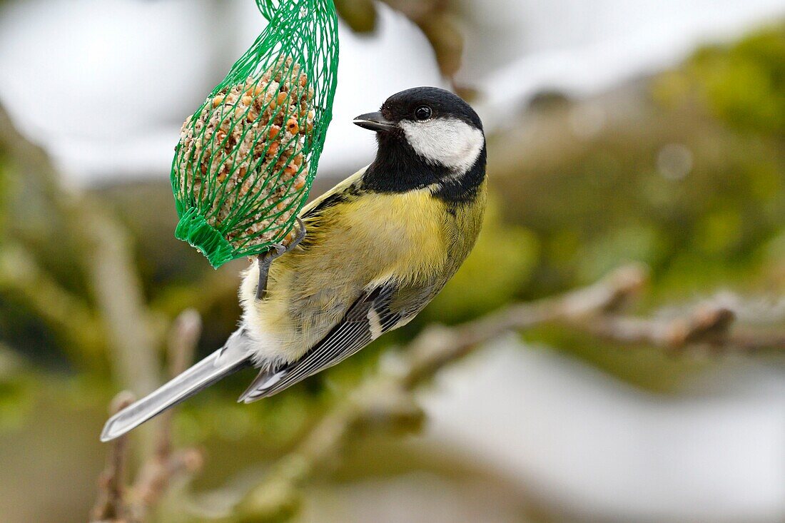 France, Doubs, bird, great tit (Parus major) clinging to a food ball\n