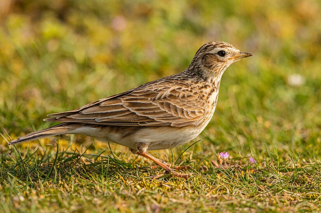 France, Somme, Baie de Somme, Cayeux sur Mer, The Hable d'Ault, Meadow Pipit (Anthus pratensis)\n