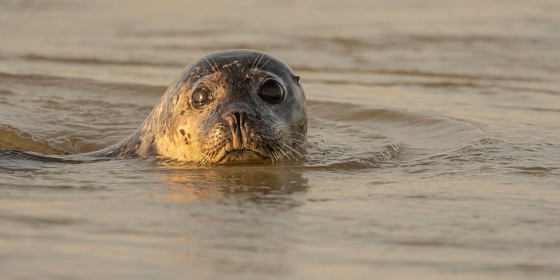 Frankreich, Pas de Calais, Authie Bay, Berck sur Mer, Seehund (Phoca vitulina), bei Ebbe ruhen sich die Seehunde auf den Sandbänken aus, von wo sie von der steigenden Flut vertrieben werden