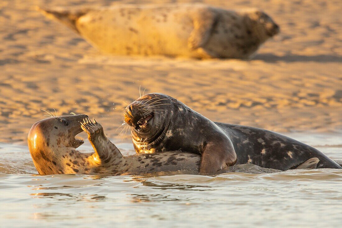 France, Pas de Calais, Authie Bay, Berck sur Mer, Grey Seal Games (Halichoerus grypus), at the beginning of autumn it is common to observe the grey seals playing between them in simulacra of combat, it's also a sign that the mating season is approaching\n