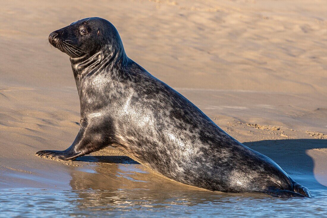 France, Pas de Calais, Opal Coast, Berck sur Mer, grey seal (Halichoerus grypus), seals are today one of the main tourist attractions of the Somme Bay and the Opal Coast\n