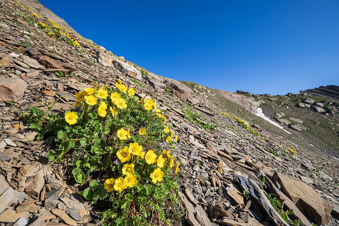 Frankreich, Hautes Alpes, Nationalpark Ecrins, Orcieres Merlette, Naturschutzgebiet des Circus Grand Lac des Estaris, die Kriechenden Auen (Geum reptans) in einem Geröllfeld auf 2793 m Höhe