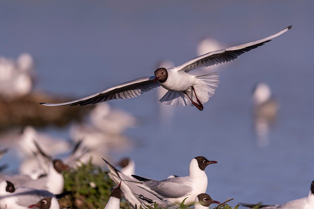 France, Somme, Baie de Somme, Le Crotoy, The Marsh du Crotoy welcomes each year a colony of Black-headed Gull (Chroicocephalus ridibundus), which come to nest and reproduce on islands in the middle of the ponds\n