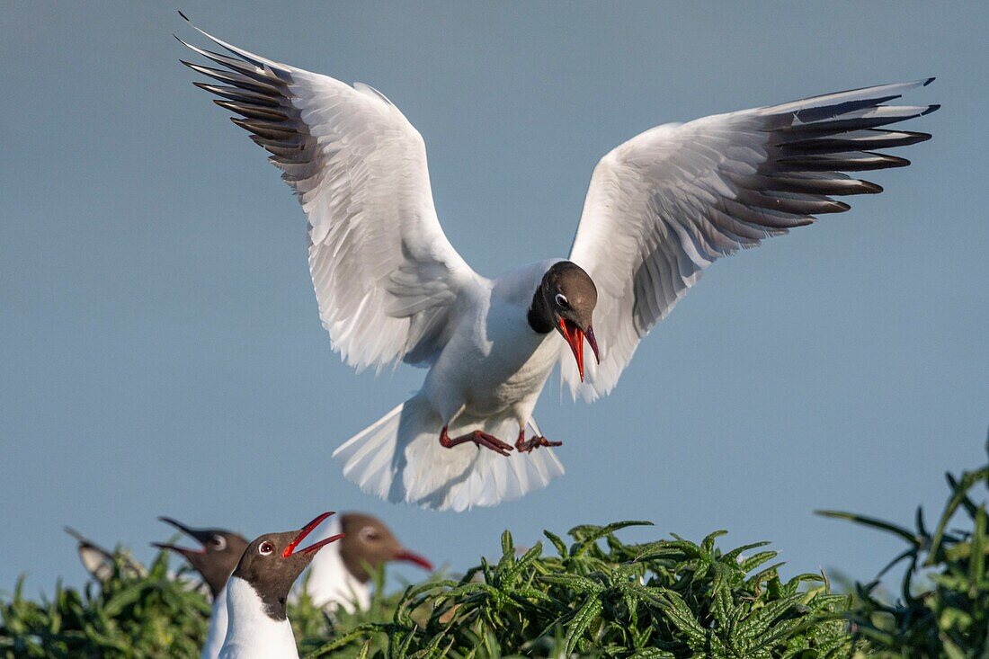 France, Somme, Bay of the Somme, Crotoy Marsh, Le Crotoy, every year a colony of black-headed gulls (Chroicocephalus ridibundus - Black-headed Gull) settles on the islets of the Crotoy marsh to nest and reproduce\n