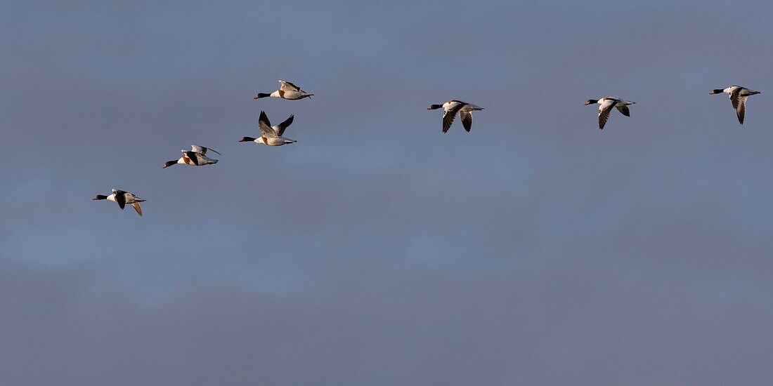 France, Somme, Somme Bay, Natural Reserve of the Somme Bay, Le Crotoy, Beaches of the Maye, Flight of Common Shelduck (Tadorna tadorna)\n