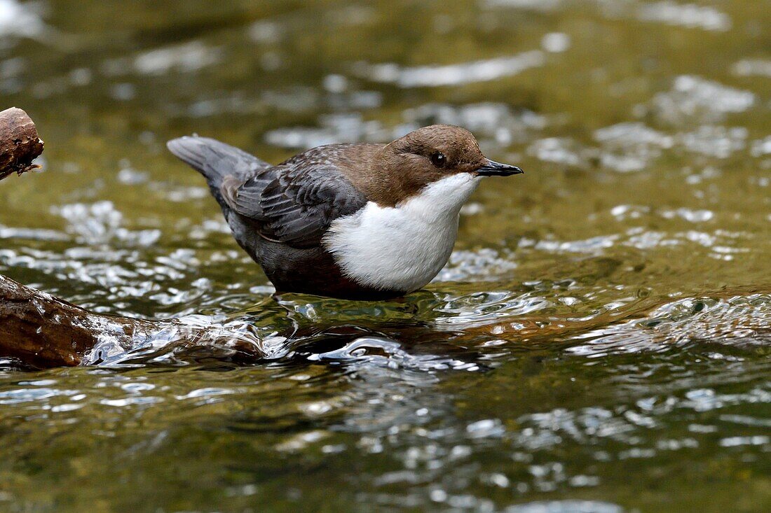 France, Doubs, Creuse valley, bird, diving Cincle (Cinclus cinclus), white water hunting\n