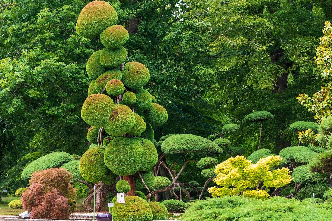 Frankreich, Loiret, Orleans, Parc Floral de la Source (Botanischer Garten), Japanische Kryptomerie (Cryptomeria japonica), Japanische Zeder