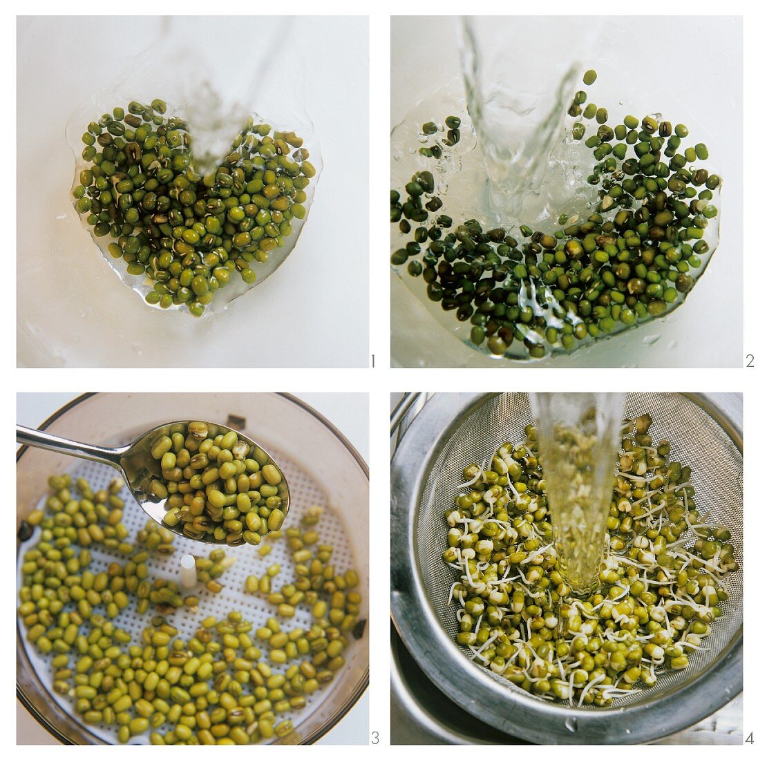 Sprouting seeds (soaking seeds, swelling, rinsing)