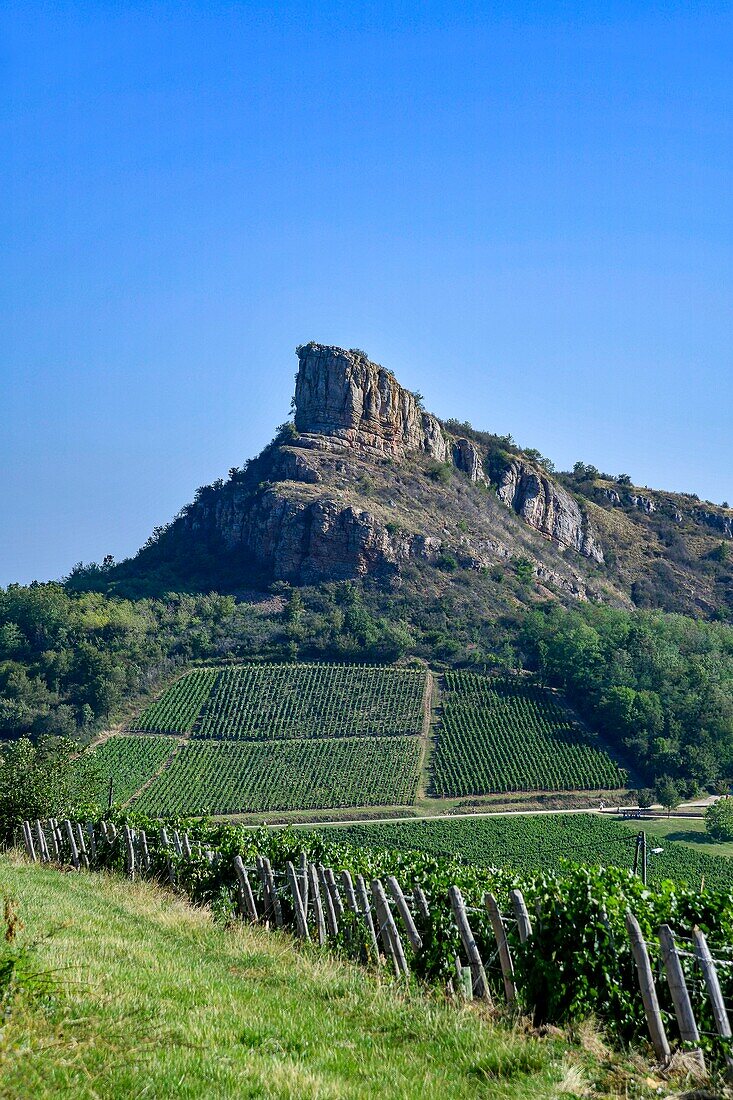 France, Saone et Loire, Solutre Pouilly, vineyards on a hillside with the rock of Solutre in the background\n