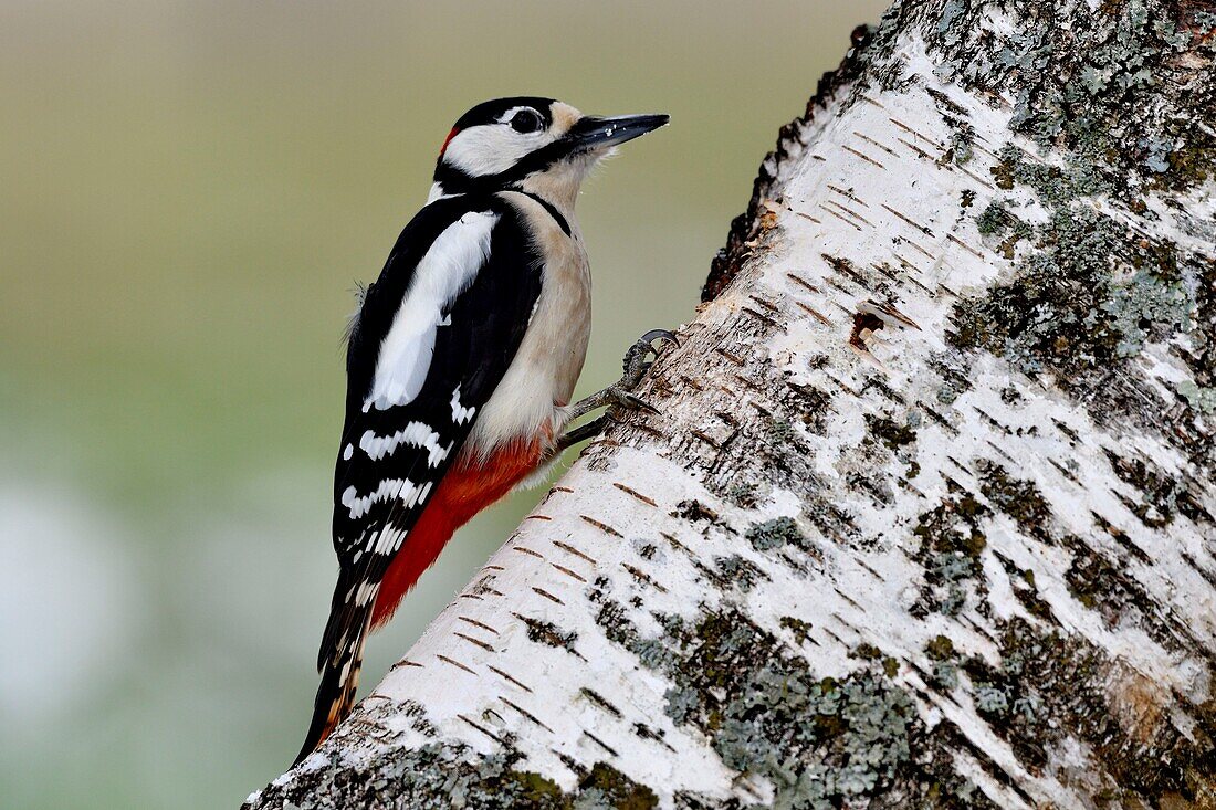 Frankreich, Doubs, Vogel, Buntspecht (Dendrocopos major), Männchen auf einem Baumstamm