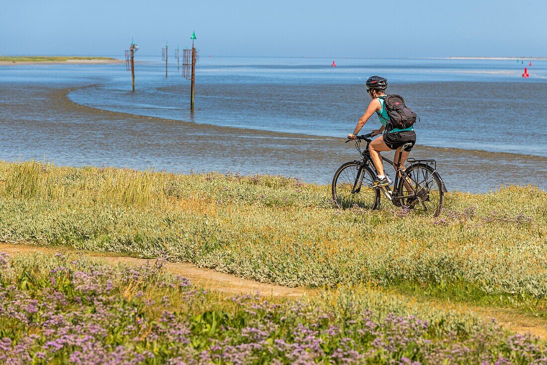 France, Somme, Somme Bay, Saint Valery sur Somme, Cape Hornu,at high tide while the cyclists are walking along the channel of the Somme\n