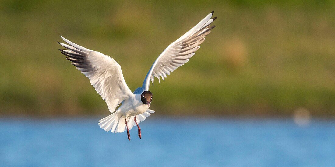 Frankreich, Somme, Baie de Somme, Le Crotoy, Der Sumpf von Crotoy empfängt jedes Jahr eine Lachmöwenkolonie (Chroicocephalus ridibundus), die auf den Inseln in der Mitte der Teiche nistet und sich fortpflanzt