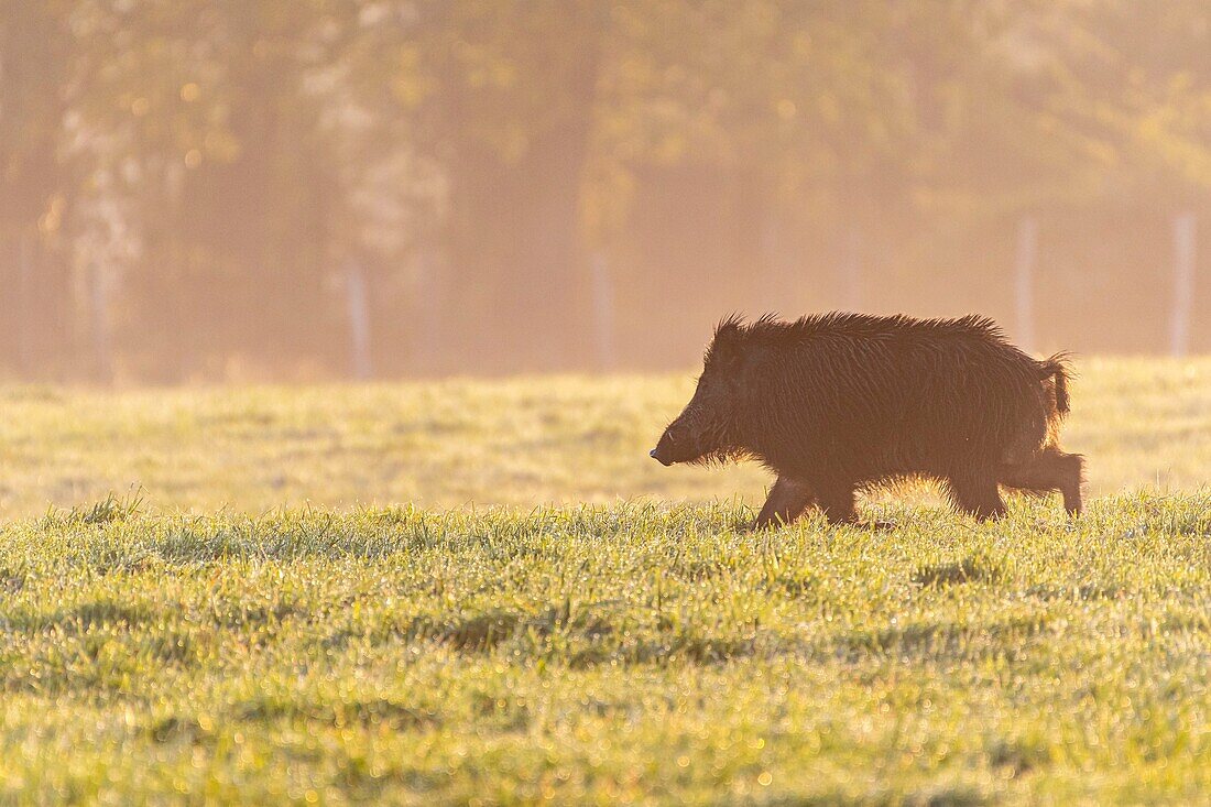France, Somme, Baie de Somme, Noyelles sur Mer, Solitary boar in the recesses (polders) of the Baie de Somme\n