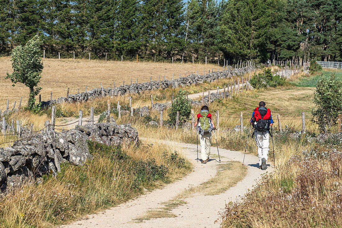 France, Lozere, Aubrac Regional Nature Reserve, surroundings of Peyre en Aubrac (formerly Aumont-Aubrac), hike along the Via Podiensis, one of the French pilgrim routes to Santiago de Compostela or GR 65\n
