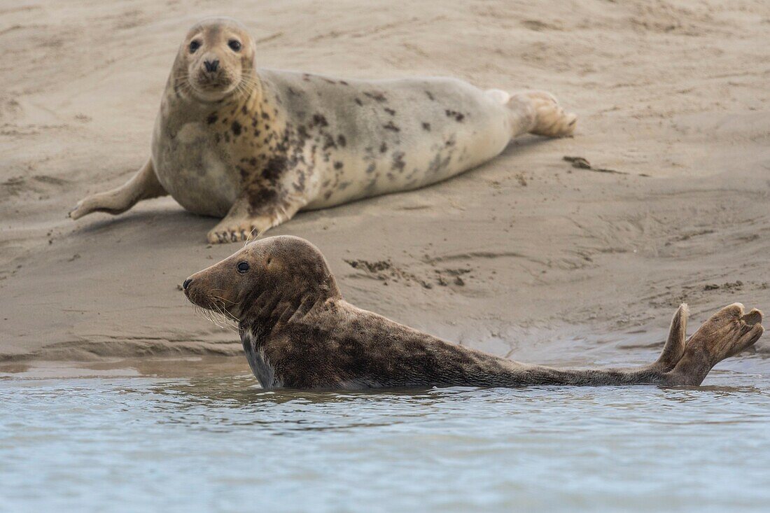 France, Pas de Calais, Authie Bay, Berck sur Mer, Grey seals (Halichoerus grypus), at low tide the seals rest on the sandbanks from where they are chased by the rising tide\n