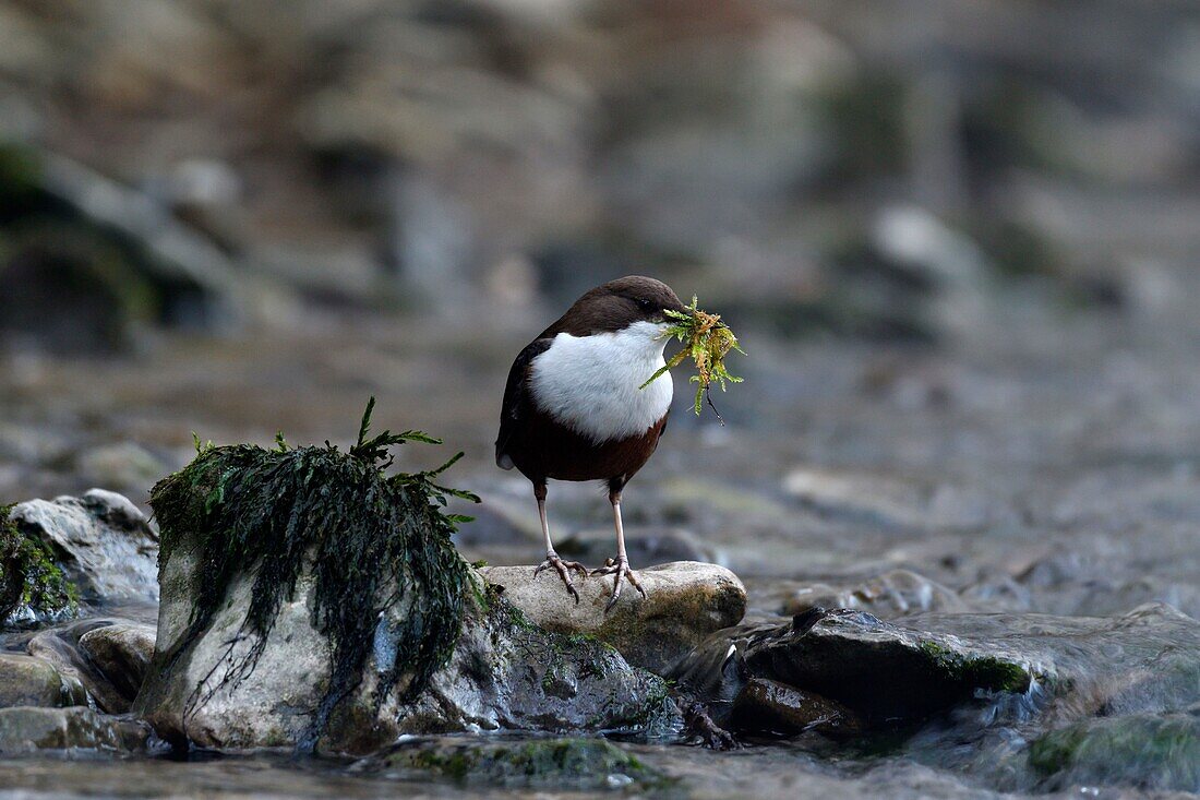 France, Doubs, Creuse Valley, bird, diving Cincle (Cinclus cinclus), nest construction\n