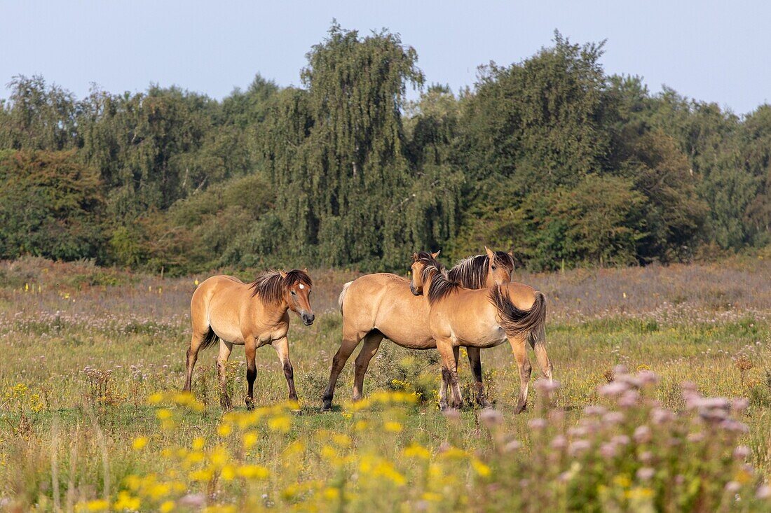 Frankreich, Somme, Baie de Somme, Saint Quentin en Tourmont, Naturreservat der Baie de Somme, Ornithologischer Park von Marquenterre, Henson-Pferde