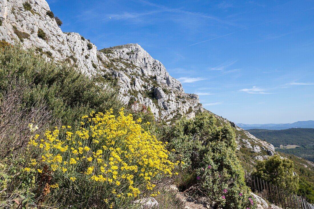 France, Bouches du Rhône, Pays d'Aix, Grand Site Sainte-Victoire, Sainte-Victoire mountain, brooms in bloom on the Imoucha Bleu trail\n