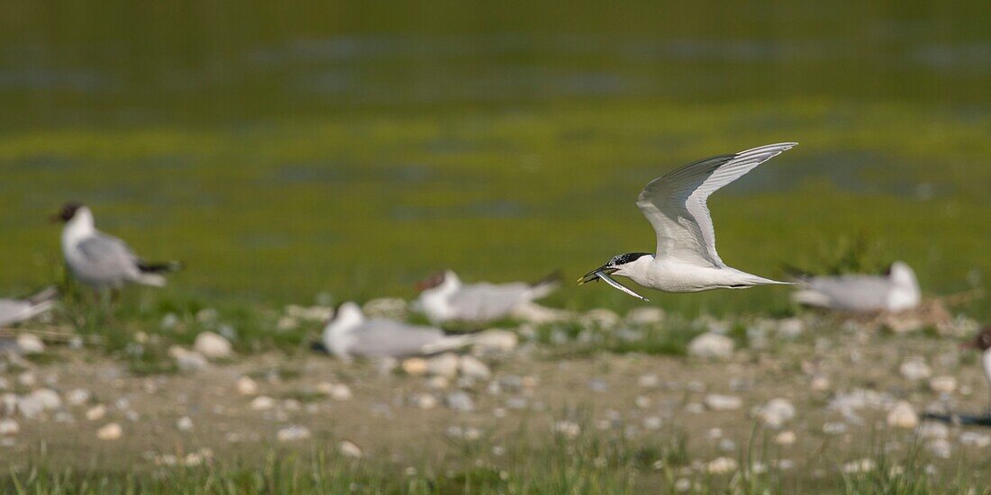 Frankreich, Somme, Somme-Bucht, Ault, Cayeux sur mer, Ault Hâble, Caugek-Seeschwalbenkolonie (Thalasseus sandvicensis Sandwich Tern), die sich zum Brüten niedergelassen hat, einer der Partner bringt Fische als Opfergabe oder zur Fütterung des einen, der schwelgt, aber die Seeschwalben werden von den Möwen belästigt, die ihnen einen beträchtlichen Teil ihres Fangs stehlen