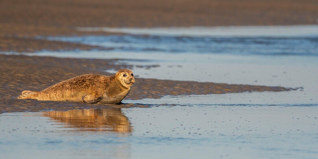 France, Pas de Calais, Opal Coast, Berck sur Mer, common seal (Phoca vitulina), seals are today one of the main tourist attractions of the Somme Bay and the Opal Coast\n