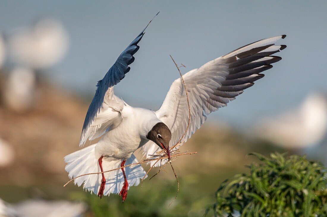 France, Somme, Bay of the Somme, Crotoy Marsh, Le Crotoy, every year a colony of black-headed gulls (Chroicocephalus ridibundus - Black-headed Gull) settles on the islets of the Crotoy marsh to nest and reproduce , the birds carry the branches for the construction of the nest\n