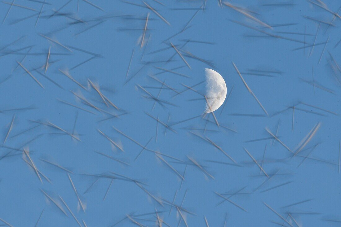 France, Doubs, Swiss border, bird, Chaffinch (Fringilla montifringilla) gathering in dormitory for the night, moon in the background, flying concentrate\n