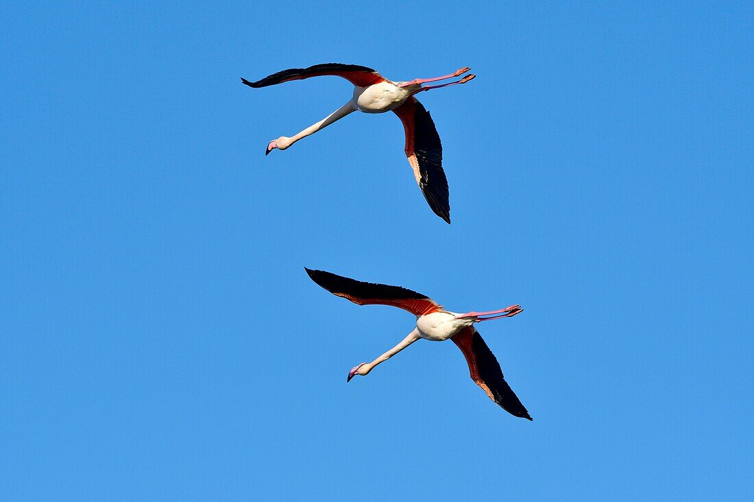 Frankreich, Bouches du Rhone, Camargue, Naturschutzgebiet Pont de Gau, Flamingos (Phoenicopterus roseeus), Flug