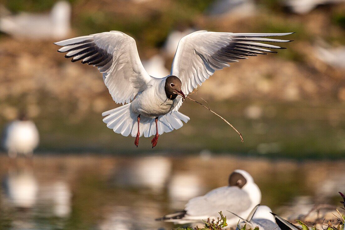 France, Somme, Bay of the Somme, Crotoy Marsh, Le Crotoy, every year a colony of black-headed gulls (Chroicocephalus ridibundus - Black-headed Gull) settles on the islets of the Crotoy marsh to nest and reproduce , the birds carry the branches for the construction of the nest\n